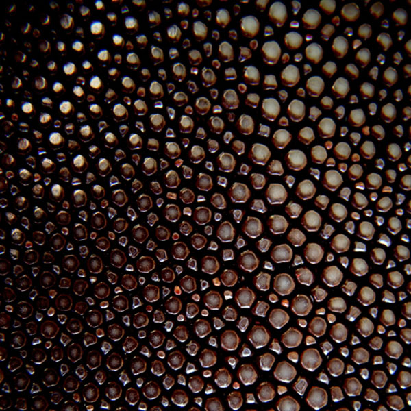 held_glove_stingray_detail.jpg